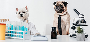 Список лабораторий для тестирования здоровья животных