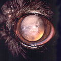 Наследственная катаракта (HSF4)