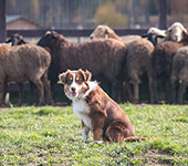 Знакомство с овечками