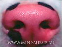 розовый нос у аусси